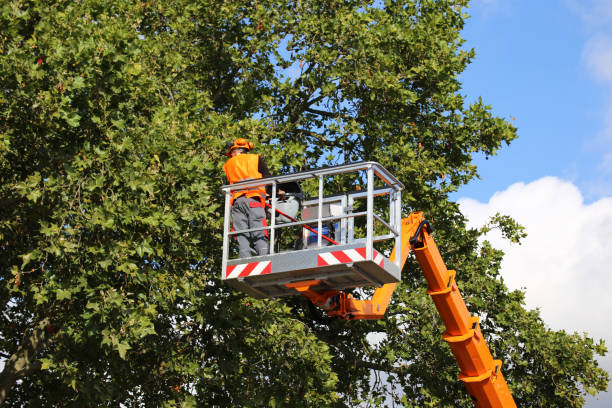 How Our Tree Care Process Works  in  Pace, FL